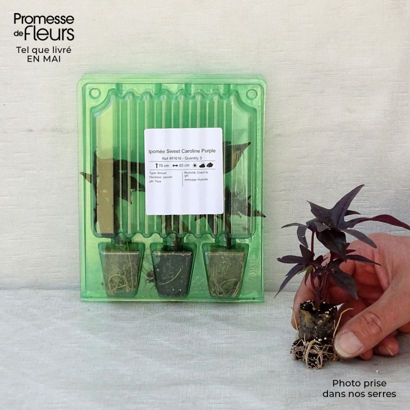 Exemplaar van Ipomoea batatas Sweet Caroline Purple - Zoete aardappel Mini-mot Ø 3/4 cm zoals geleverd in de lente