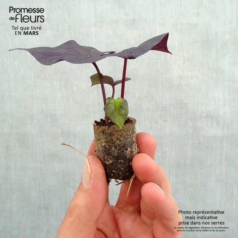 Example of Ipomoea batatas Sweet Heart Jet Black - Zoete aardappel Mini-mot Ø 3/4 cm as you get in printemps