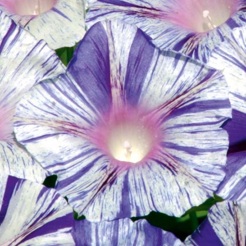 Ipomoea purpurea Venice Blue (zaad) - Klimmende winde (Flowering)