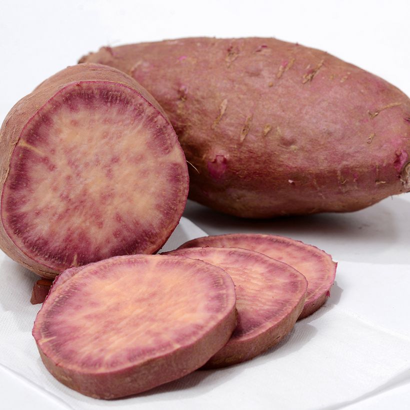 Zoete aardappel Sakura (jonge planten) (Oogst)