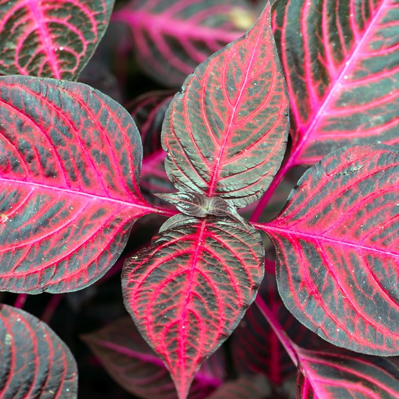 Iresine herbstii Bloodleaf - Biefstukplant (Blad)