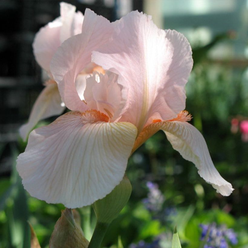 Iris Barbata-Media Edward of Windsor - Baardiris (Bloei)