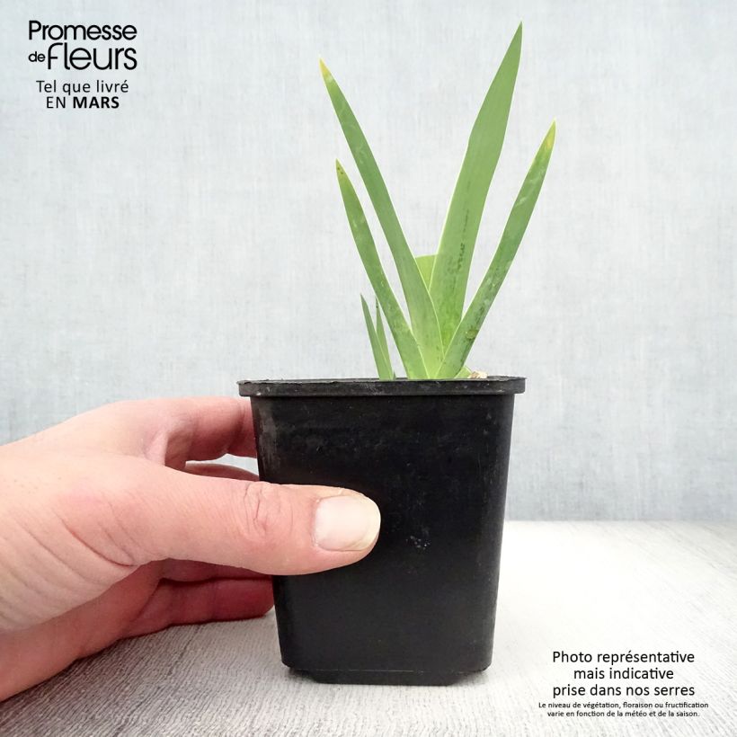 Exemplaar van Iris germanica Cimmaron Strip - Baardiris Kweekpotje van 8/9 cm zoals geleverd in de lente