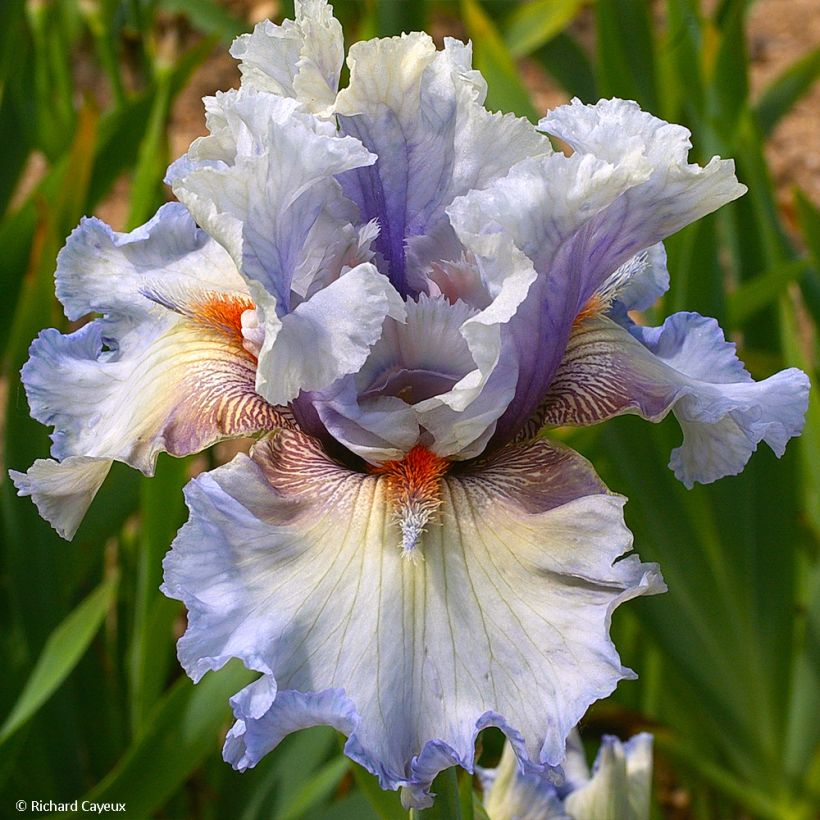 Iris germanica Buvard - Baardiris (Bloei)