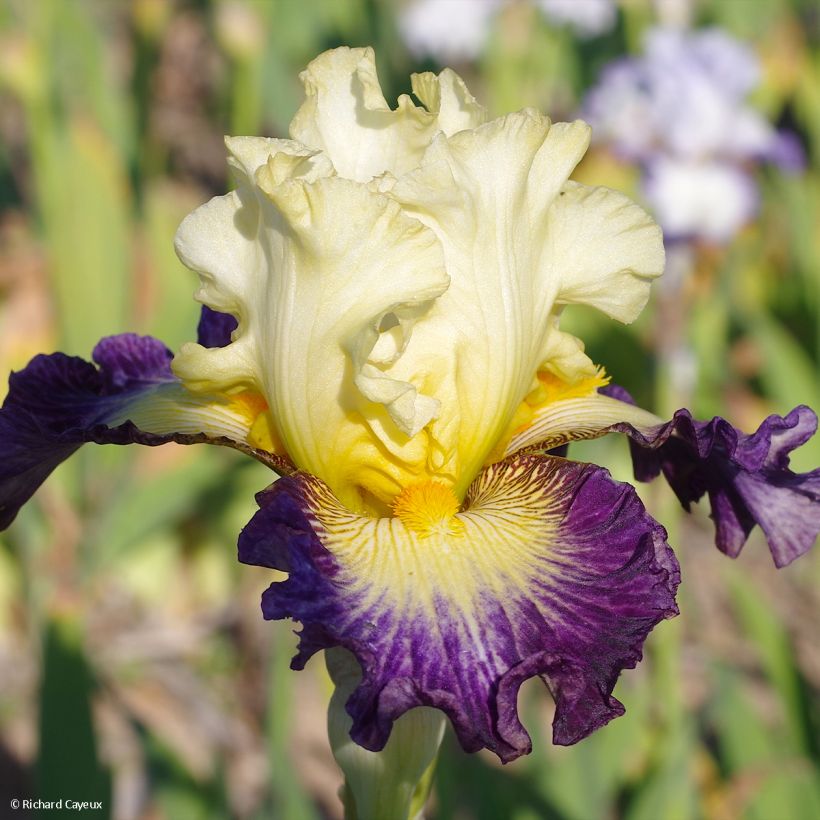 Iris germanica Italiques - Baardiris (Bloei)