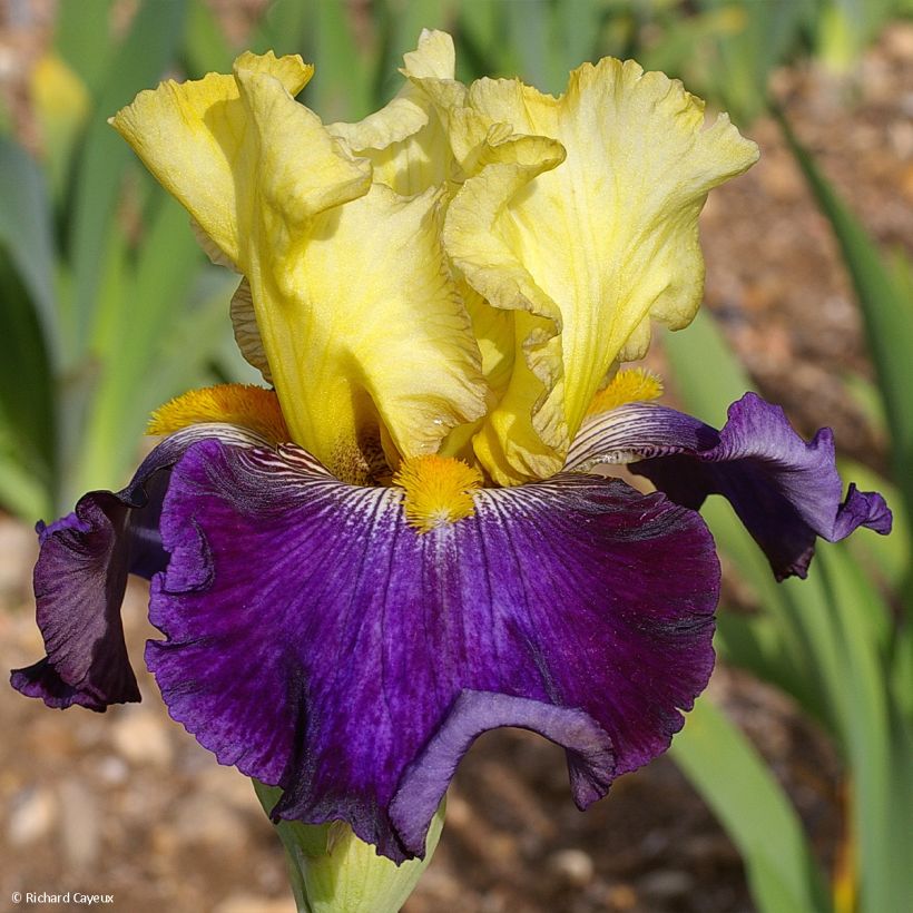 Iris germanica Je Vole - Baardiris (Bloei)