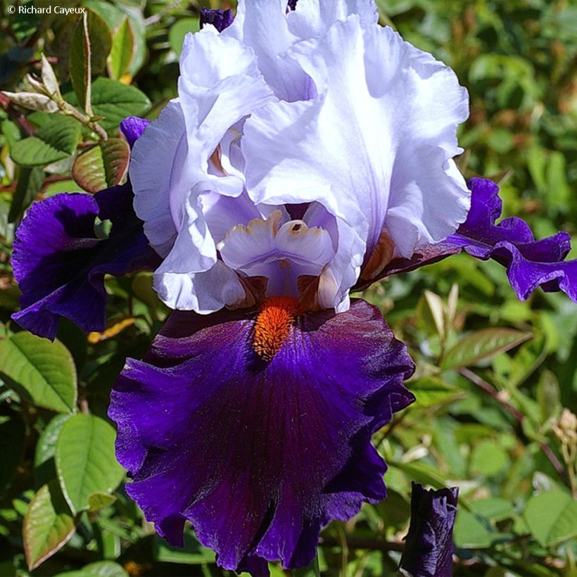Iris germanica Magnétisme - Baardiris (Bloei)