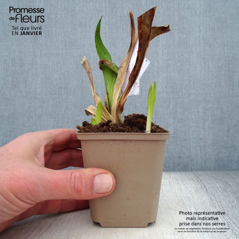 Exemplaar van Iris germanica Masque Noir - Baardiris Kweekpotje van 8/9 cm zoals geleverd in de winter