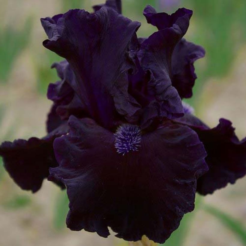 Iris germanica Obsidian- Baardiris (Bloei)