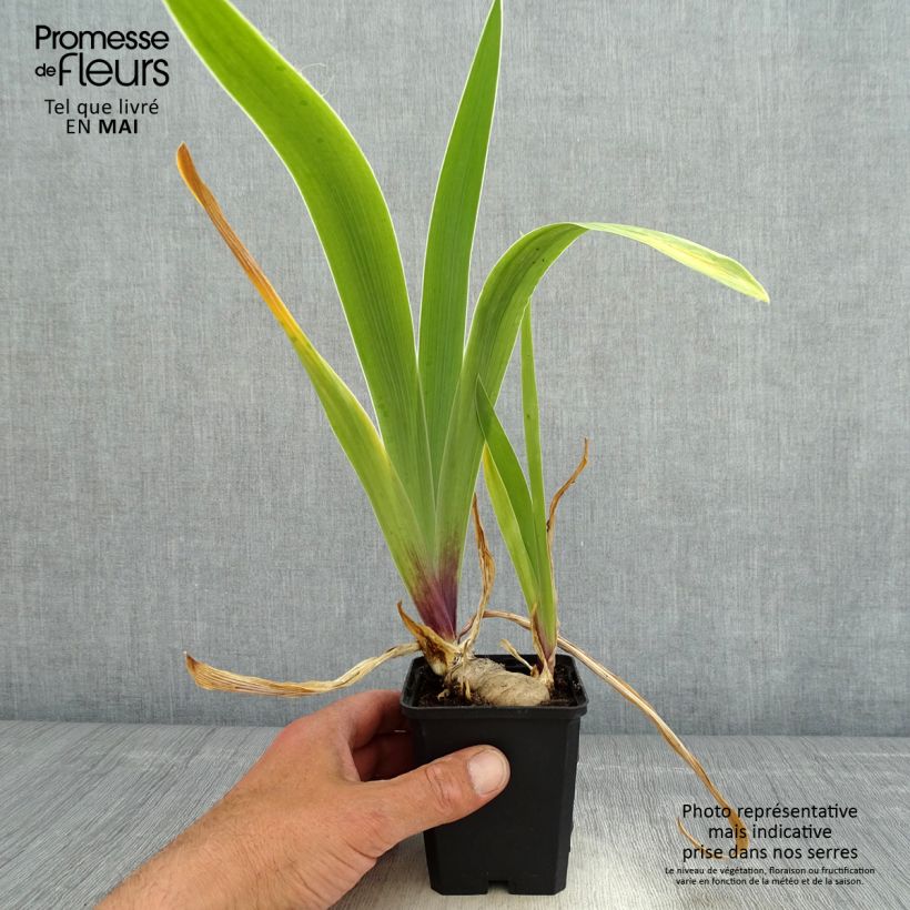 Exemplaar van Iris germanica So beau - Baardiris Kweekpotje van 8/9 cm zoals geleverd in de lente