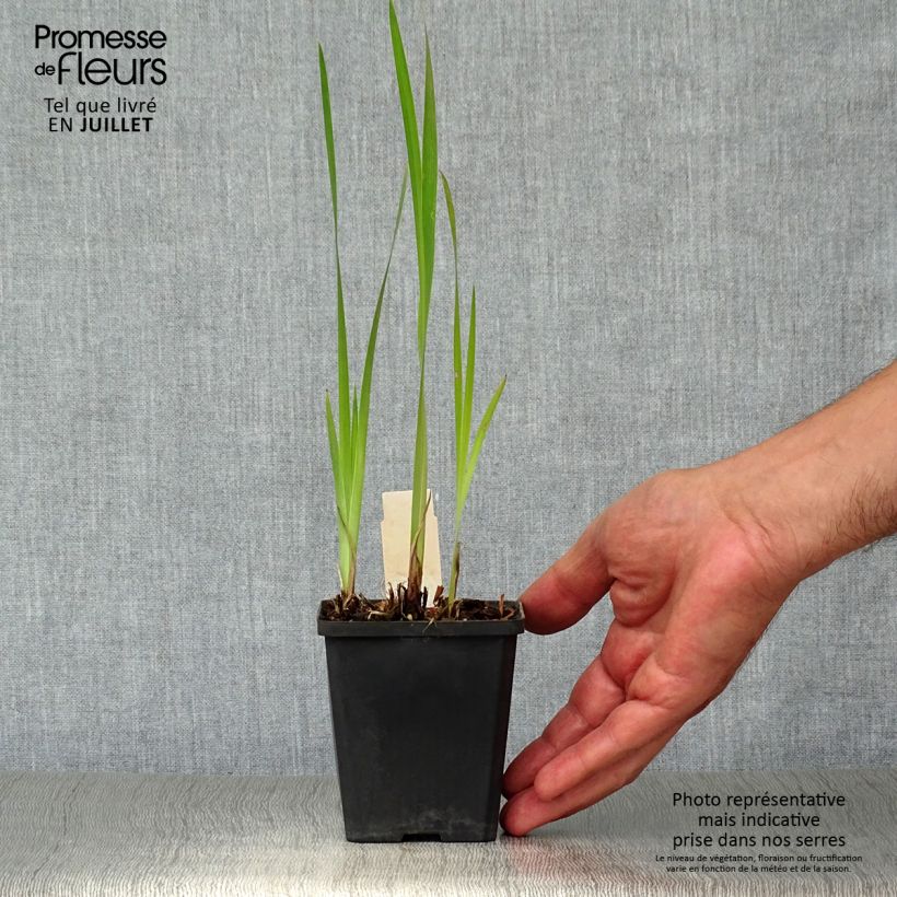 Exemplaar van Iris sibirica Harpswell Happiness - Siberische iris Kweekpotje van 8/9 cm zoals geleverd in de zomer