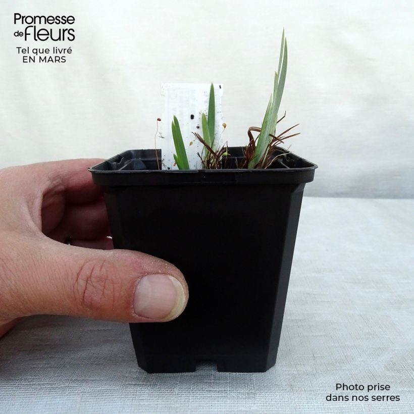 Exemplaar van Iris sibirica Ruffled Velvet - Siberische iris Kweekpotje van 8/9 cm zoals geleverd in de lente