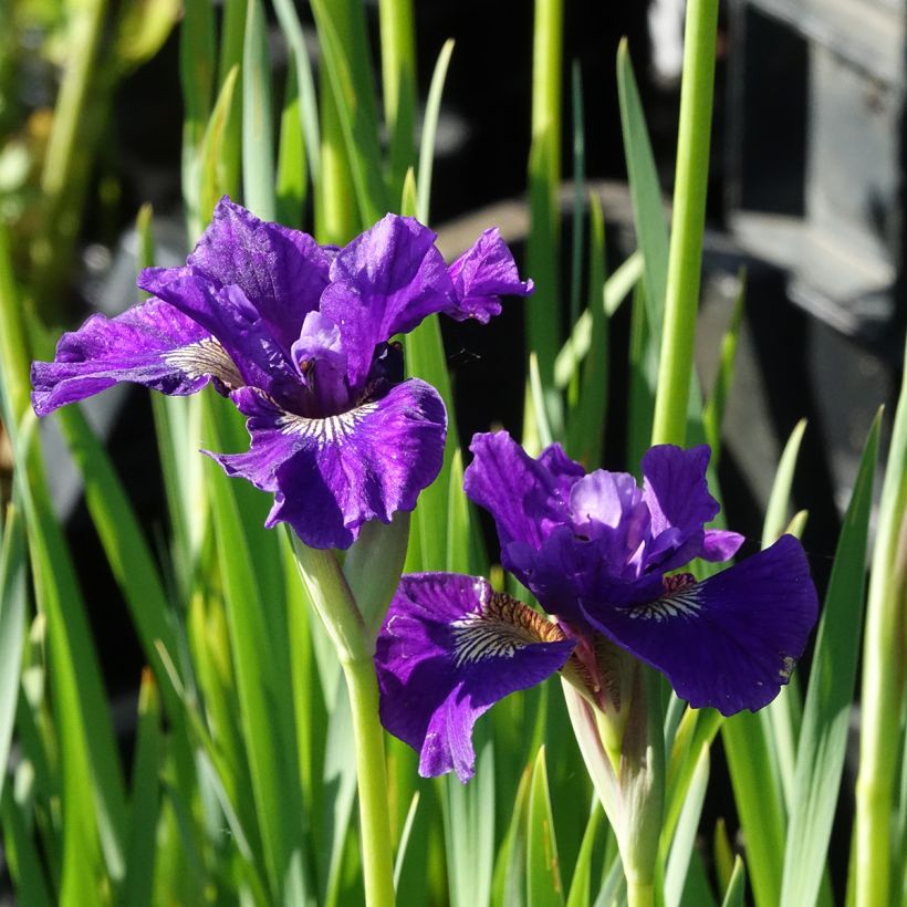 Iris sibirica Ruffled Velvet - Siberische iris (Bloei)