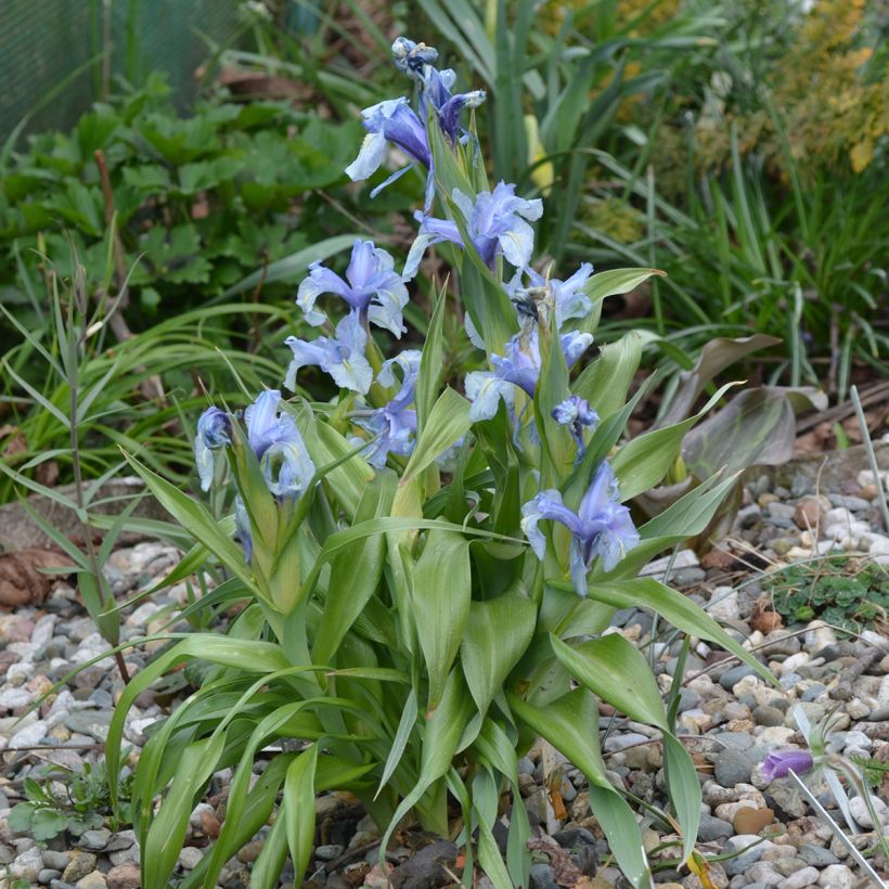 Iris aucheri - Juno-iris (Groeiplaats)