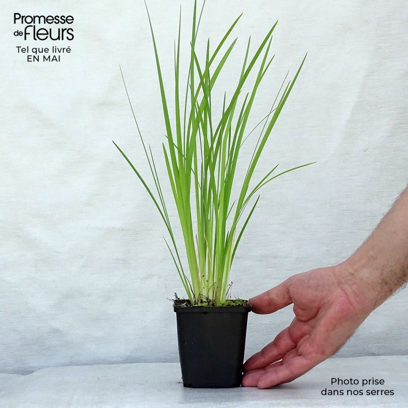 Exemplaar van Iris bulleyana Kweekpotje van 8/9 cm zoals geleverd in de lente