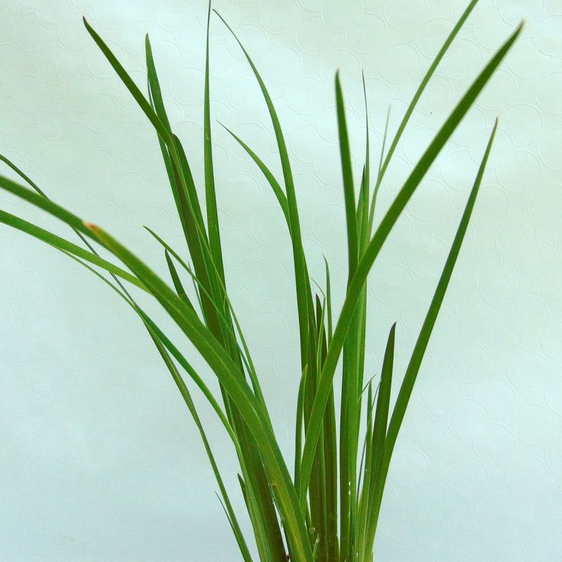 Iris chrysographes Black Knight (Blad)