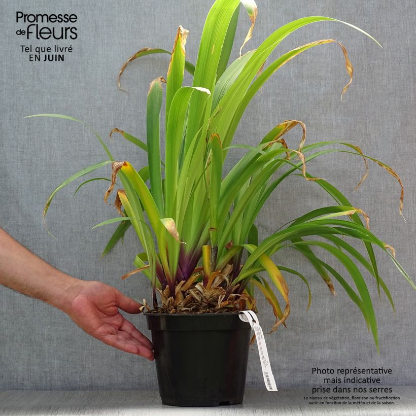 Exemplaar van Iris confusa Martyn Rix - bamboe-iris Pot van 3 l/4 l zoals geleverd in de zomer