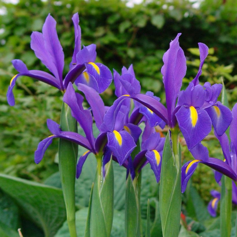 Iris hollandica Blue Magic - Hollandse iris (Flowering)