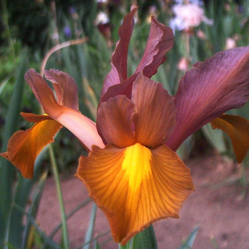 Iris hollandica Bronze Queen - Hollandse iris (Bloei)