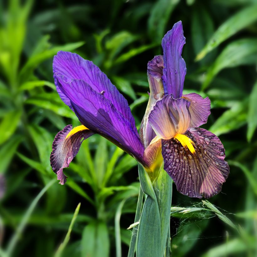 Iris hollandica Eye of the Tiger - Hollandse iris (Bloei)