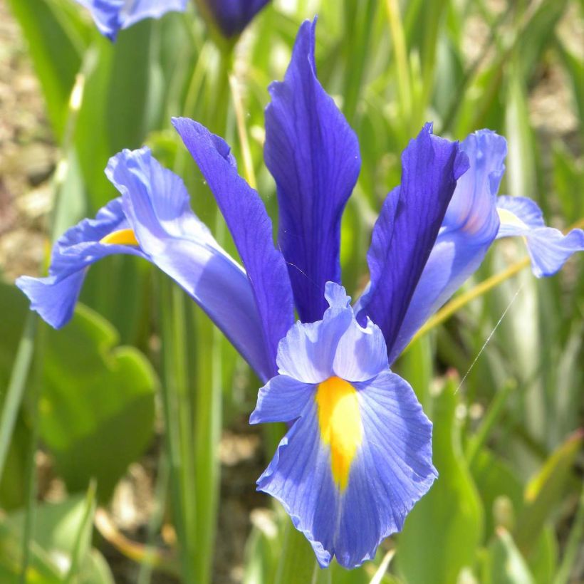 Iris hollandica Sapphire Beauty - Hollandse iris (Bloei)