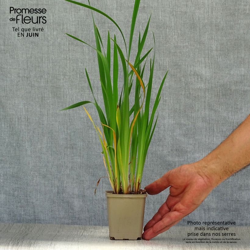 Exemplaar van Iris sibirica Blue King - Siberische iris Kweekpotje van 8/9 cm zoals geleverd in de zomer