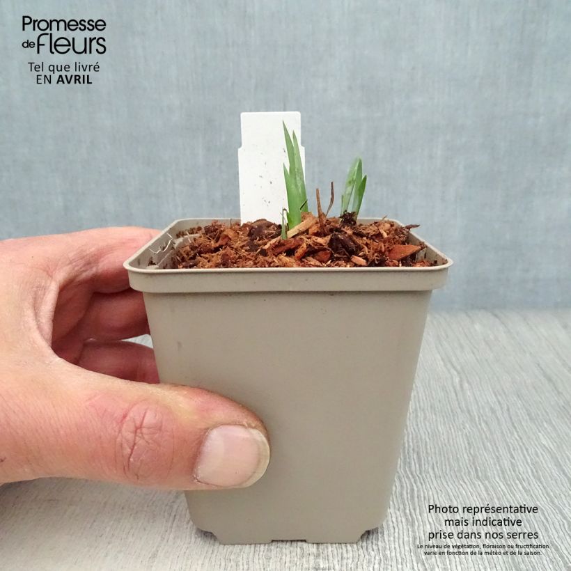 Example of Iris sibirica Blue King - Siberische iris Kweekpotje van 8/9 cm as you get in printemps