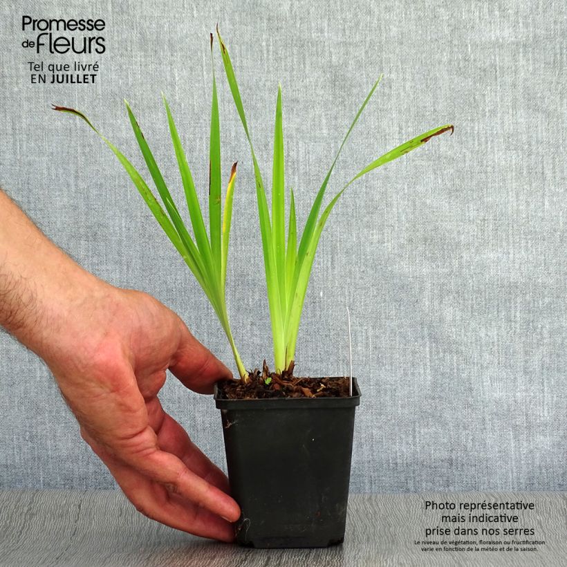 Exemplaar van Iris sibirica Caesar's Brother - Siberische iris Kweekpotje van 8/9 cm zoals geleverd in de zomer