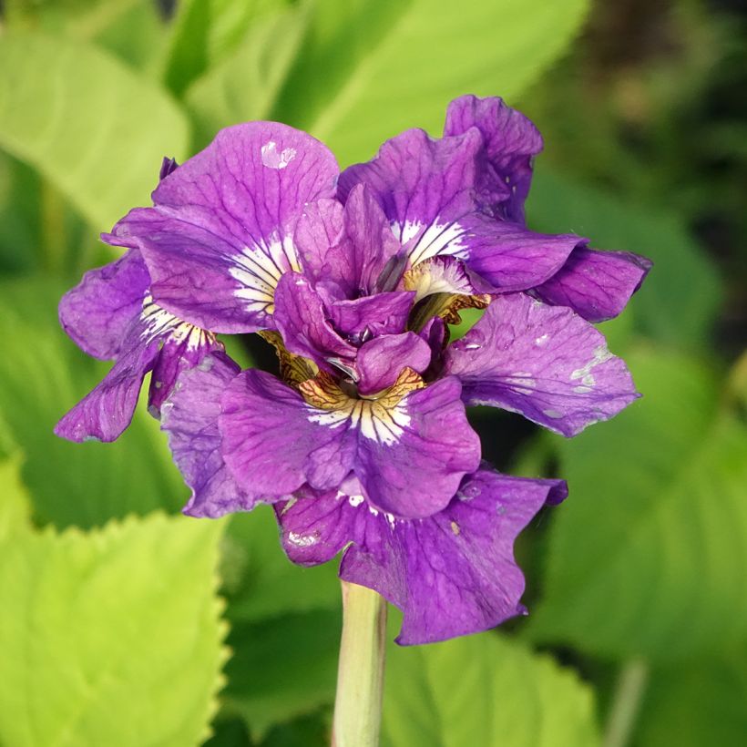 Iris sibirica Double Standard - Siberische iris (Bloei)