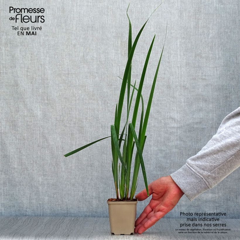 Exemplaar van Iris sibirica Moon Silk - Siberische iris Kweekpotje van 8/9 cm zoals geleverd in de lente