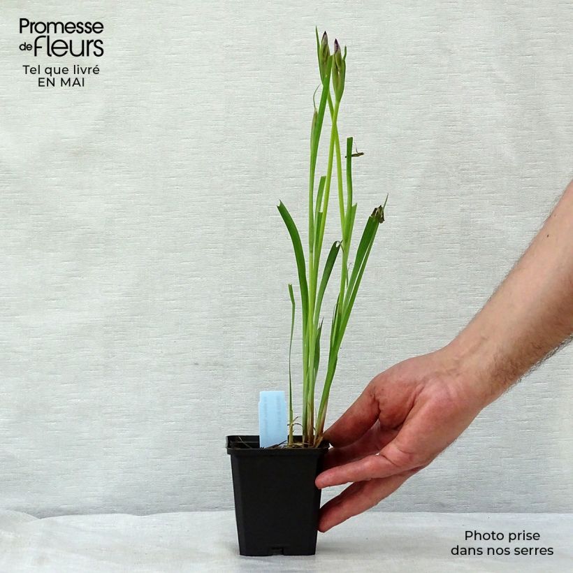 Example of Iris sibirica Sparkling Rose - Siberische iris Kweekpotje van 8/9 cm as you get in printemps