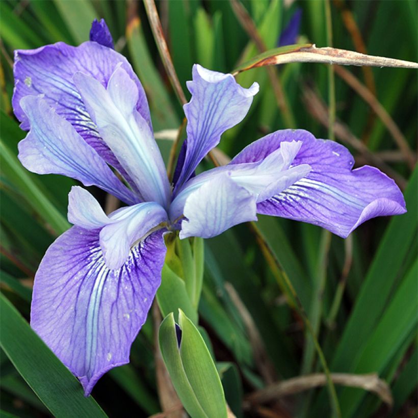 Iris douglasiana - Douglas iris (Bloei)