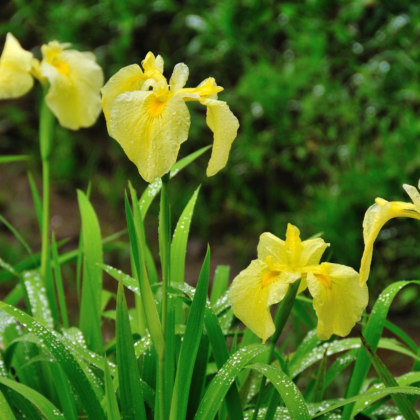 Iris ensata Aichi-no-Kagayaki - Japanse iris (Groeiplaats)