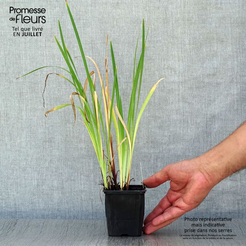 Exemplaar van Iris ensata Dainagon - Japanse iris Kweekpotje van 8/9 cm zoals geleverd in de zomer