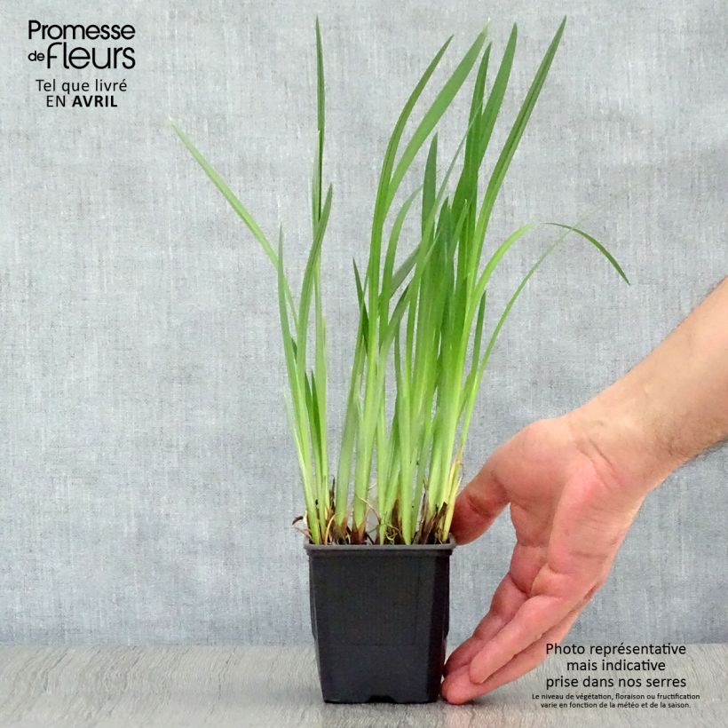 Exemplaar van Iris ensata Dainagon - Japanse iris Kweekpotje van 8/9 cm zoals geleverd in de lente