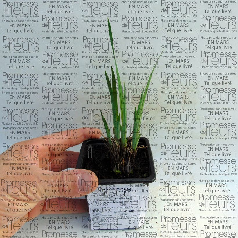 Voorbeeld van een exemplaar van Iris ensata Darling - Japanse iris Kweekpotje van 8/9 cm zoals geleverd