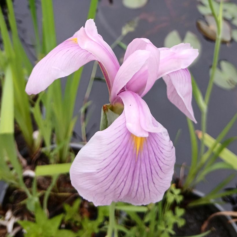 Iris ensata Darling - Japanse iris (Bloei)