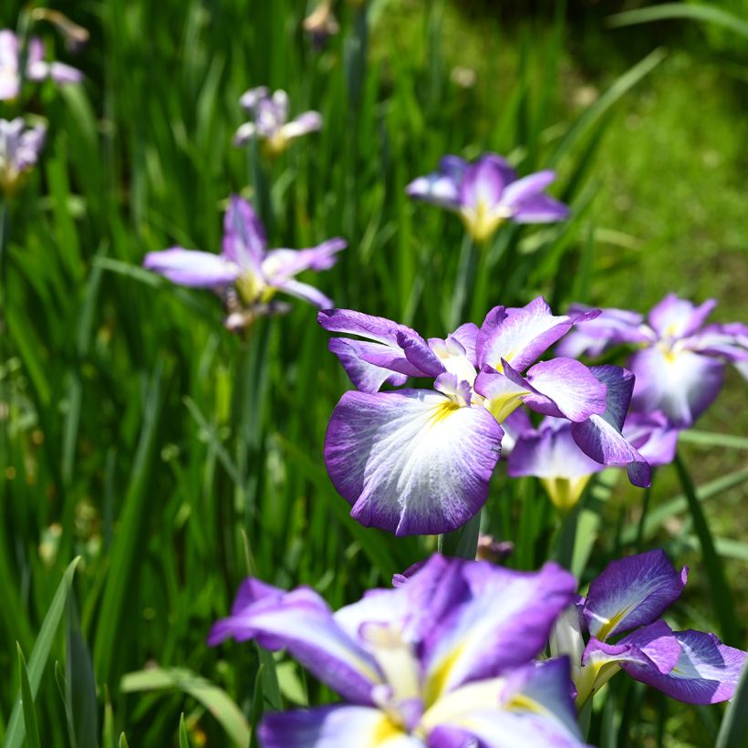 Iris ensata Gracieuse - Japanse iris (Groeiplaats)