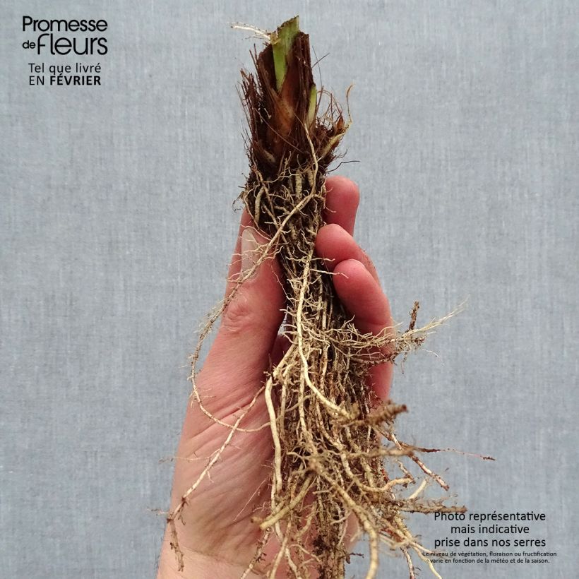 Exemplaar van Iris ensata Harlequinesque - Japanse iris Naakte wortel zoals geleverd in de winter