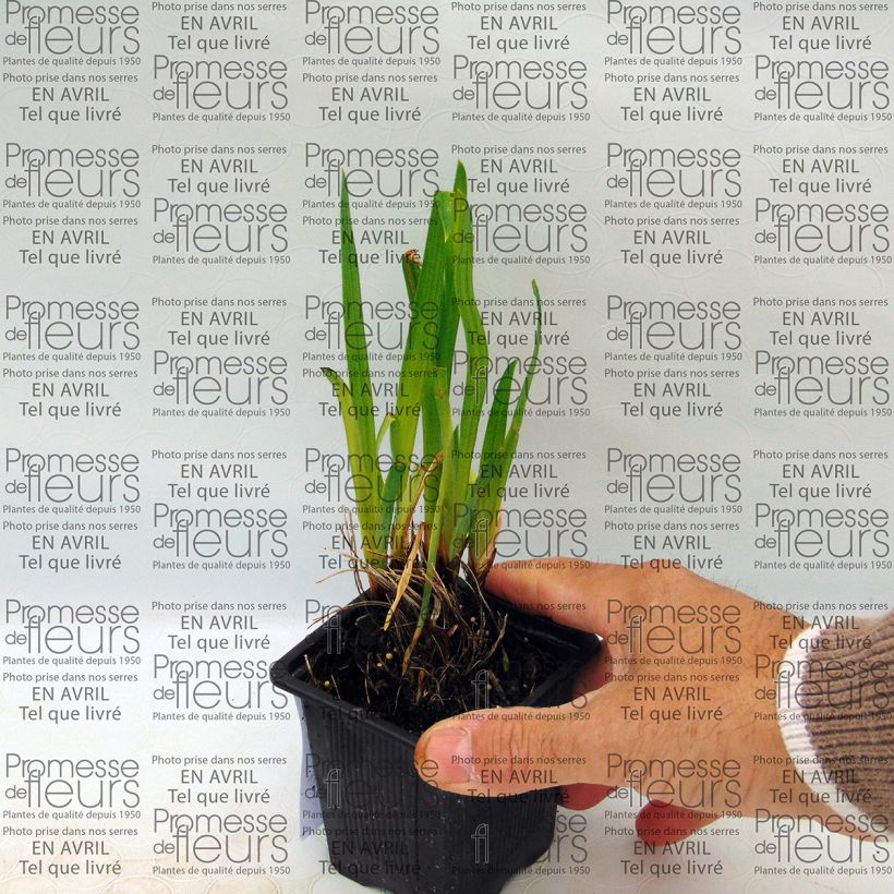 Voorbeeld van een exemplaar van Iris ensata Iedo Mishiski - Japanse iris Kweekpotje van 8/9 cm zoals geleverd