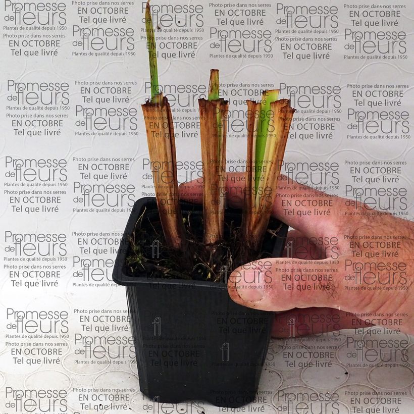 Voorbeeld van een exemplaar van Iris ensata Illumination - Japanse iris Kweekpotje van 8/9 cm zoals geleverd