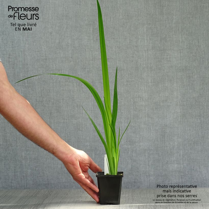 Exemplaar van Iris ensata Météor - Japanse iris Kweekpotje van 8/9 cm zoals geleverd in de lente
