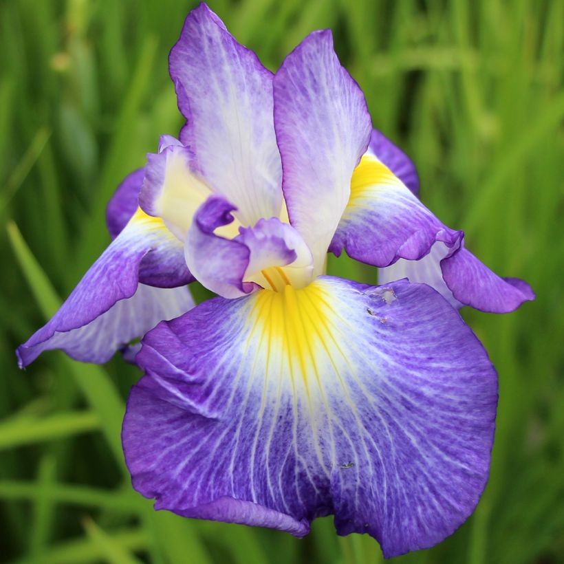 Iris ensata Ocean Mist - Japanse iris (Bloei)
