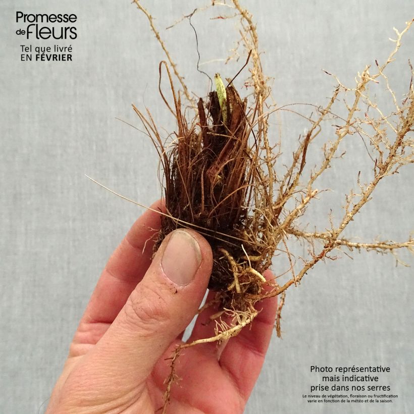 Exemplaar van Iris ensata Sugar Dome - Japanse iris Naakte wortel zoals geleverd in de winter