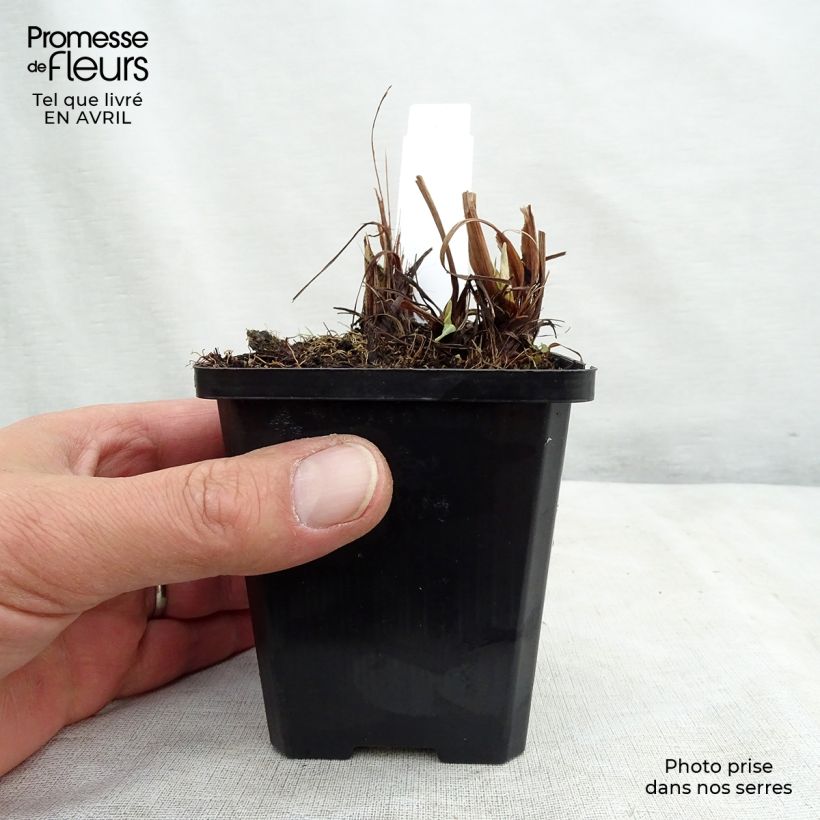 Example of Iris ensata Variegata - Japanse iris Kweekpotje van 8/9 cm as you get in printemps