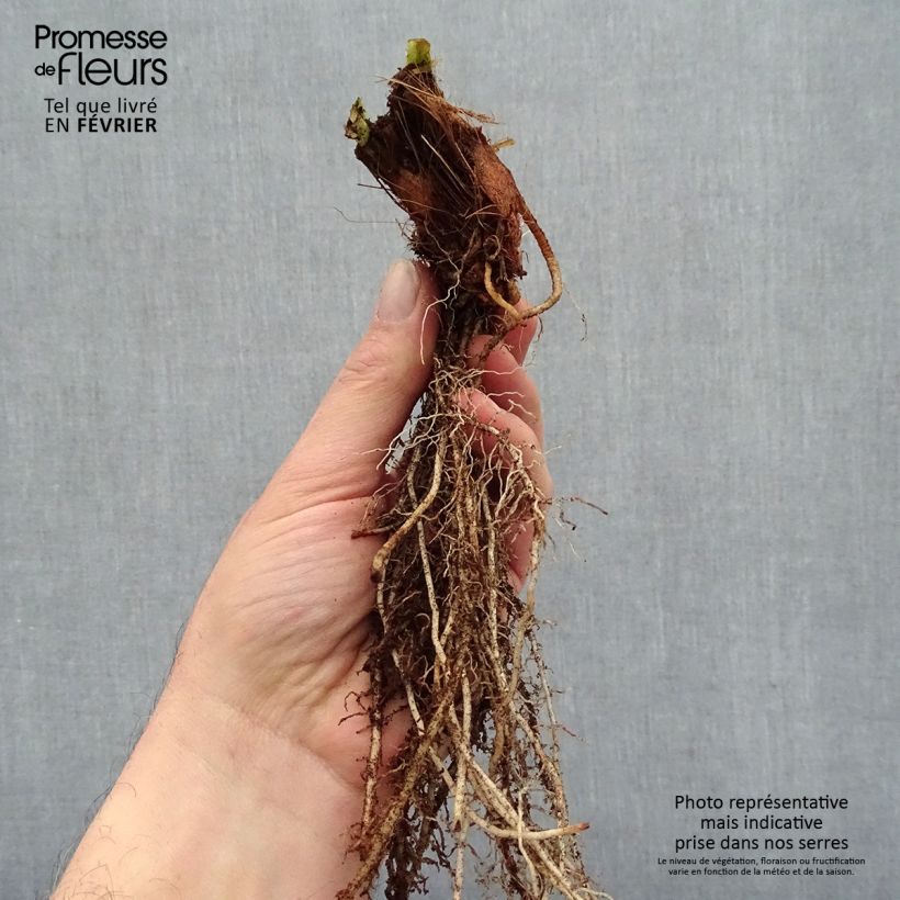 Example of Iris ensata Variegata - Japanse iris Naakte wortel as you get in hiver