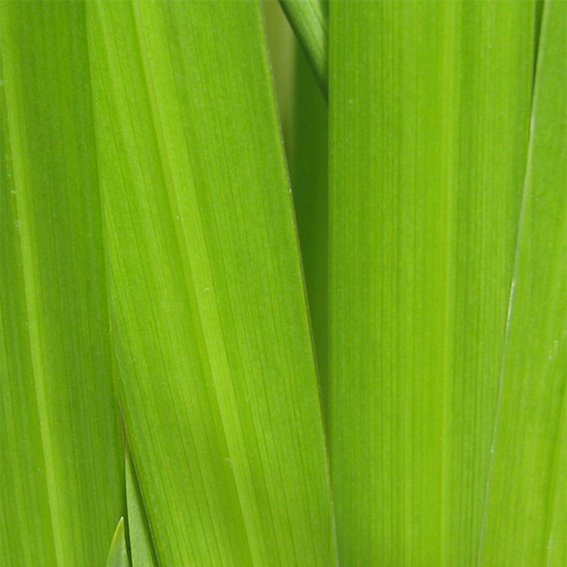 Iris ensata Aichi-no-Kagayaki - Japanse iris (Blad)