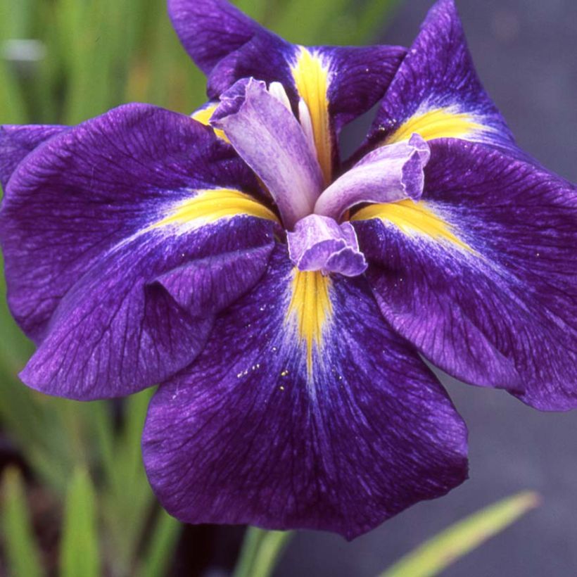 Iris ensata Iedo Mishiski - Japanse iris (Bloei)