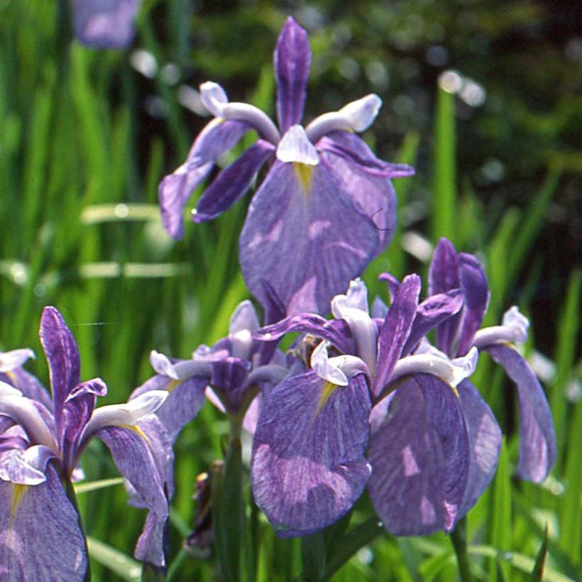 Iris ensata Météor - Japanse iris (Bloei)