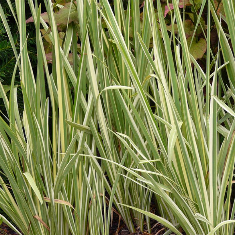 Iris ensata Variegata - Japanse iris (Foliage)
